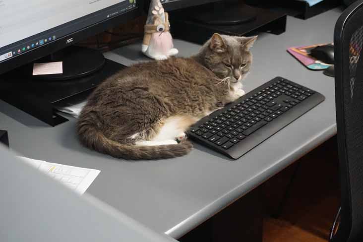 Red Bus office cat
